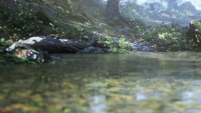 A clear stream runs gently through a lush green forest. Sunlight filters through the trees, illuminating the water and surrounding plants. The peaceful scene invites exploration.