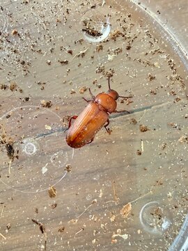 Close up of an adult mealworm darkling beetle with reddish brown wing covers on a plastic surface with bits of substrate and debris. Common feeder insect and member of the Tenebrionidae beetle family.