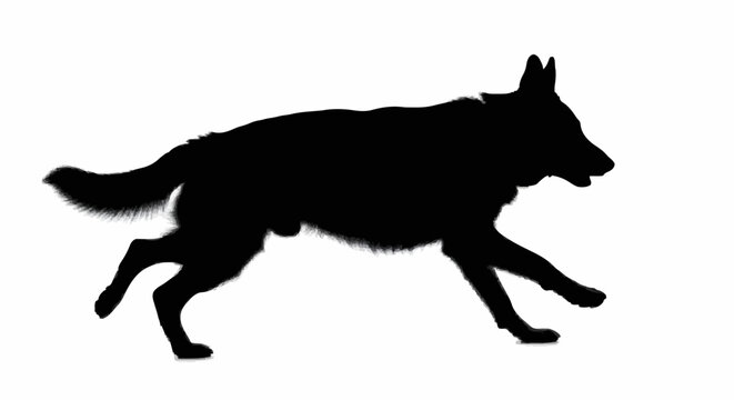 silhouette of a german shepherd running on a white background