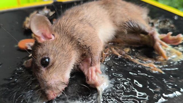 A sticky glue trap used for controlling mouse pests, illustrating a common household rodent management method for preventing infestations and protecting food storage areas.