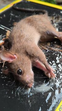 A sticky glue trap used for controlling mouse pests, illustrating a common household rodent management method for preventing infestations and protecting food storage areas.