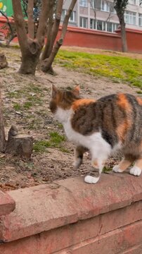 A curious calico cat explores the outdoors in a serene video setting