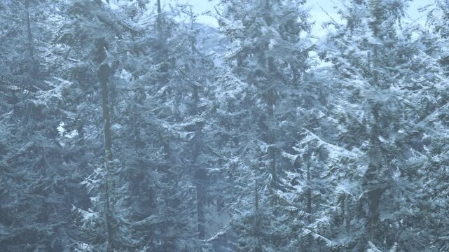 Snow covers tall trees in a forest during winter. The branches are heavy with frost. Soft light filters through the trees, creating a cool setting. The ground is white with snow.