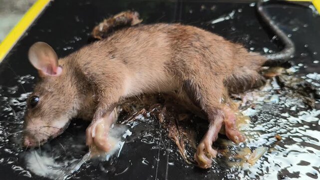A sticky glue trap used for controlling mouse pests, illustrating a common household rodent management method for preventing infestations and protecting food storage areas.
