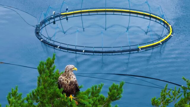 Aerial view of a white-tailed eagle perched on a pine tree overlooking a circular fish farm in the blue waters of the fjord in Valldal, More og Romsdal, Norway.
