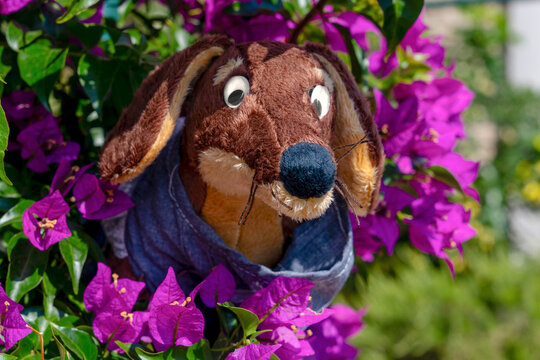 A brown plush toy dog with googly eyes peeks out from a blue bag among blooming purple bougainvillea flowers in a sunny garden, a playful concept of childhood whimsy.