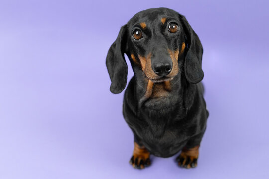 A black and tan dachshund dog sits and looks up with wide hopeful eyes against a soft purple studio backdrop, a concept for shelter adoption and animal rescue campaigns.