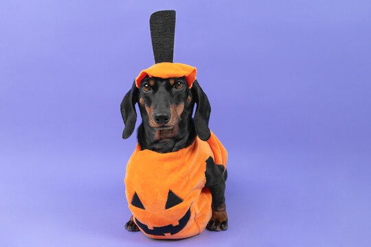 A black and tan dachshund dog dressed in an orange pumpkin outfit with a carved grinning face sits against a purple backdrop, a playful mascot for a Halloween pet products promotion.