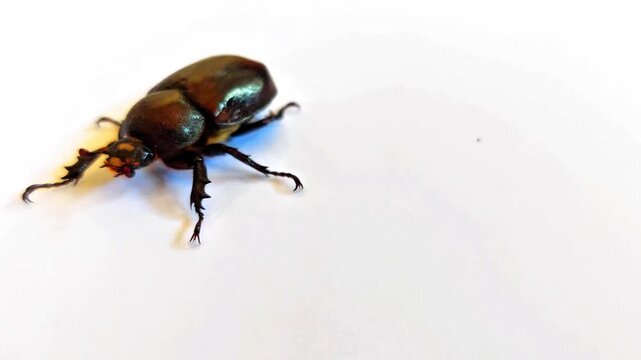 Female horned beetle (Oryctes rhinoceros) trying to turn over on an isolated white background