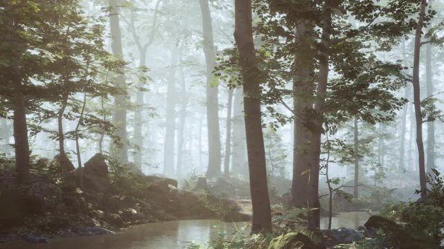 A forest with tall trees surrounded by mist and a small stream. The light filters through the branches in the early morning. Rocks are scattered along the waters edge.