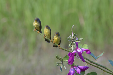A mother bird is feeding her children who are waiting on a branch © lunaphotography