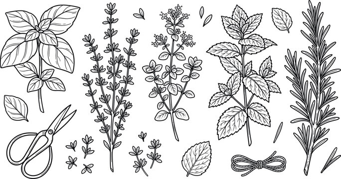 Fresh garden herbs vector line art illustration collection with basil thyme oregano mint rosemary scissors and twine string