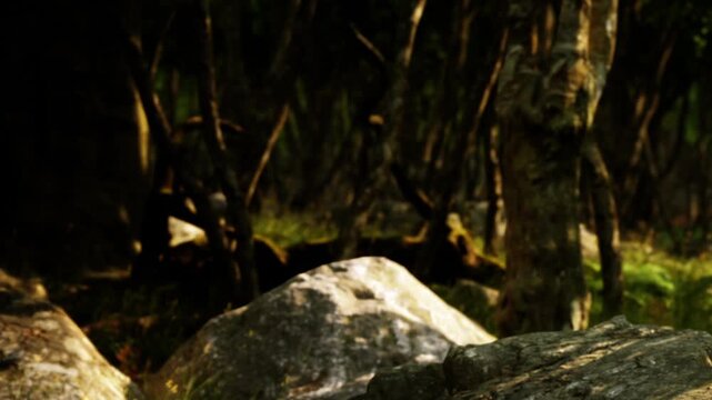 Sunlight comes through the leaves of trees in a green forest. Rocks are scattered on the ground among tall grass. This scene shows a quiet area with nature.