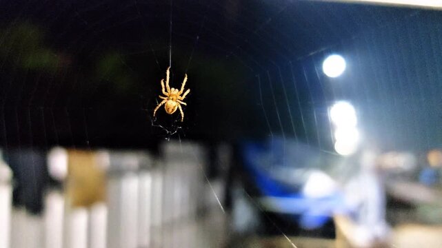 Close up view of spider on web.