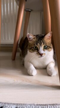 Tabby cat reaches upward toward a dangling toy on a wooden floor
