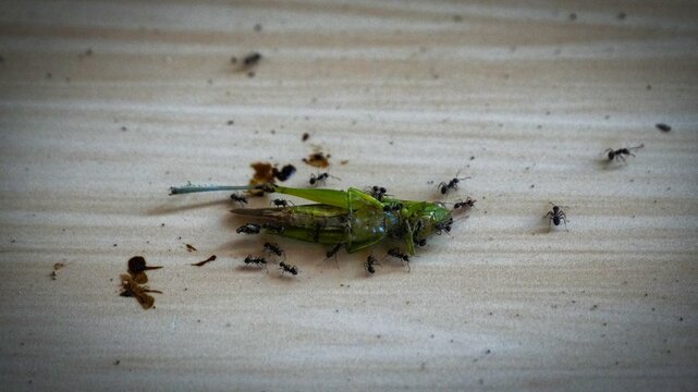 Group of Small Black Ants Swarming and Feeding on a Dead Green Grasshopper on a Wooden Floor Surface