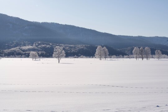Row of rime ice trees along a wide open snowfield in winter, Hokkaido, Japan