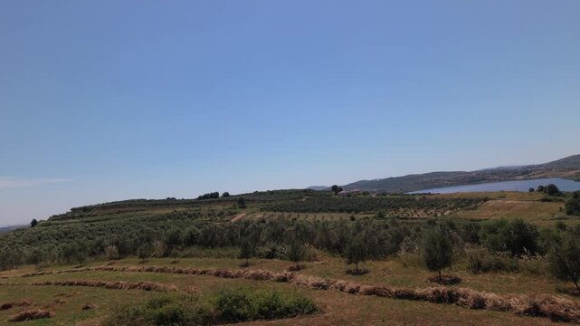 Aerial view of rolling olive groves and hills near a lake under a clear blue sky in Belsh, Elbasan County, Albania.