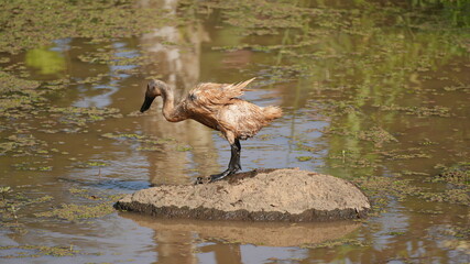 A brown duck with wet plumage stands on a mound of mud in a shallow pond covered with green algae, capturing a candid moment of nature and wildlife in a serene wetland environment at daytime. © Silmiart