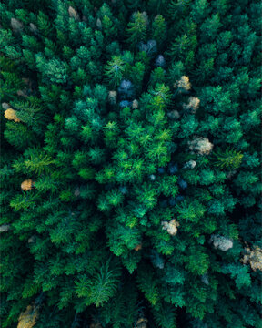 Aerial view of a dense coniferous forest with evergreen trees and scattered autumn foliage in CZ.