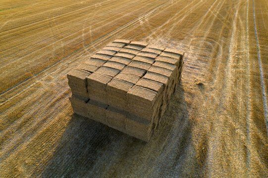 Aerial view of a large stack of hay bales in a harvested field with tractor tracks in the stubble under golden hour light in Czech Republic.