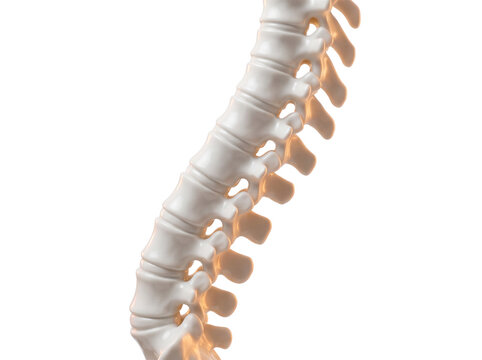 Polished white porcelain spinal vertebrae chain curved floating dynamic 3d rendering ergonomic anatomical medical concept chiropractic wellness care model on transparent background
