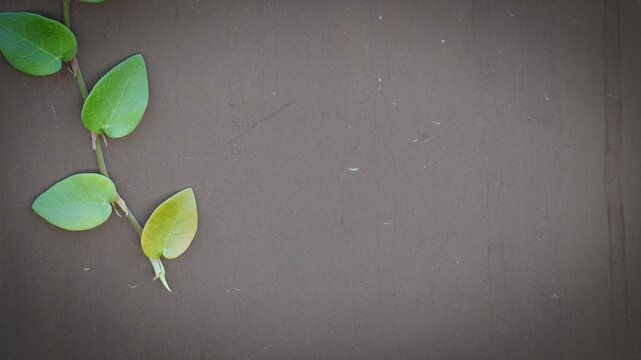 Vibrant green creeping plant leaves climbing a dark rustic textured brown wall, providing ample copy space for nature and design concepts.