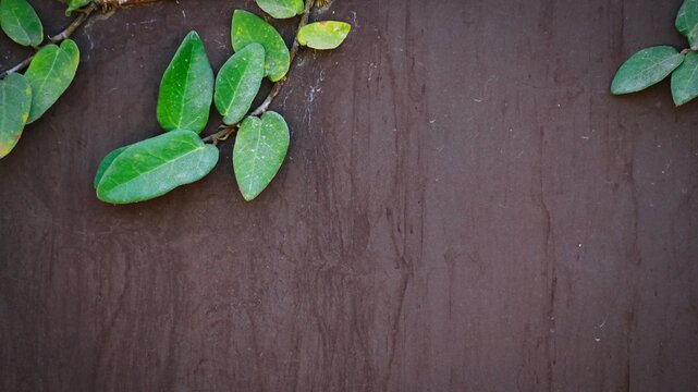Green creeping fig leaves on weathered brown textured wall with copy space.