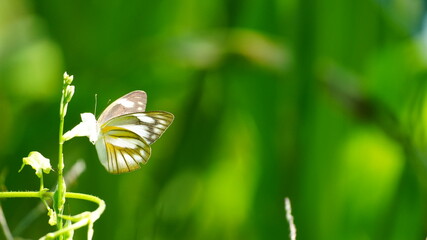 Macro shot of a delicate white butterfly with yellow markings perching on a flower bud, set against a lush green blurred background in soft natural sunlight. © Silmiart