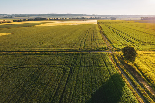 Aerial view of lush green agricultural fields with a dirt path and a solitary tree under the warm light of the golden hour in the Czech Republic.