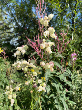 Bladder campion wildflowers blooming in summer field. Close up photo of Silene vulgaris or common toadflax green and white flowers. Wild bladder campion plant. Forest herb, medicinal plant.