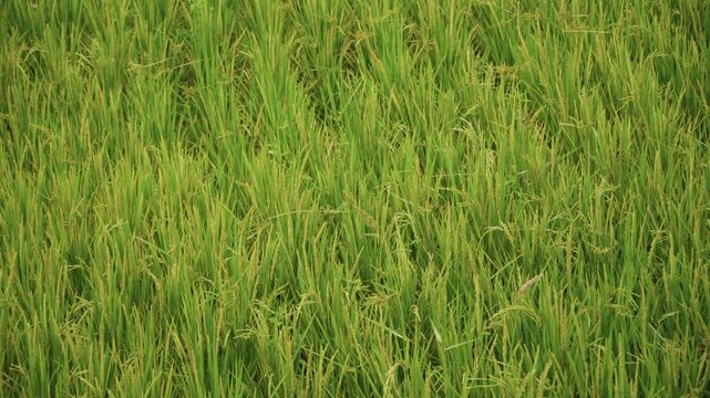 Close up of green rice plants swaying gently in field with natural light and soft shadows. scene shows dense growth uniform texture detail and consistent color across frame without any human