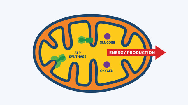 Mitochondria Cell Organelle Energy Production Diagram Closeup View