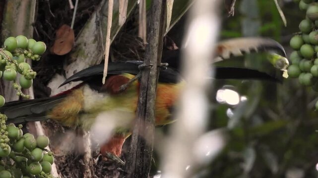 Collared aracari bird eating green palm fruits in wild forest setting.