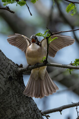 hummingbird feeding on a branch © Bai