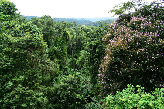 scenic view of lush green tropical rainforest canopy
