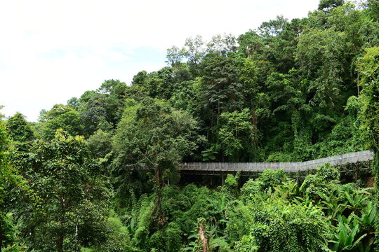 metal canopy walk structure surrounded by lush green jungle tree