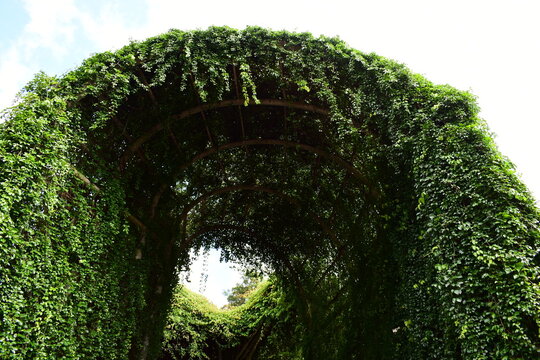 garden tunnel formed by denxe green climbing plant with a central focus opening
