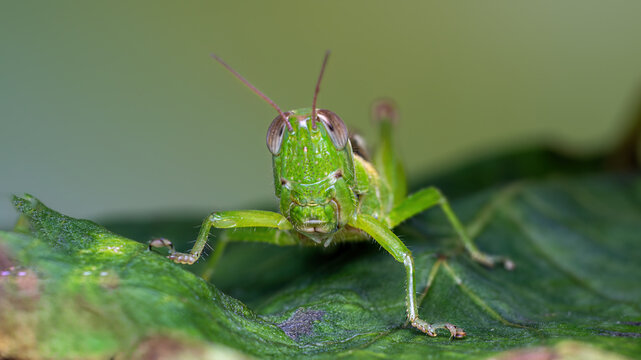 green grasshopper on a leaf