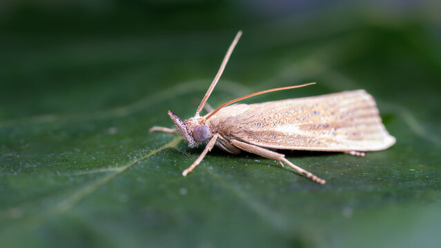 green bug on a green leaf