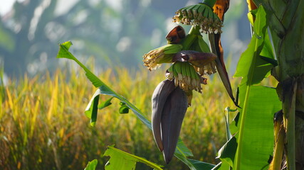 Close-up of a banana blossom and young fruits growing on a tree in a tropical plantation with soft morning sunlight and a blurred field background. © Silmiart