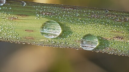 Extreme macro shot of sparkling clear dew droplets resting on a textured green leaf in the morning light, showcasing natural moisture and intricate botanical details. © Silmiart