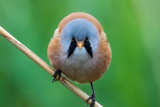 Cute fluffy male bearded reedling tit bird stare on a perch, nature wildlife.