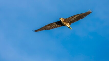 Fototapeta premium osprey in flight
