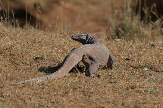 iguana on the grass