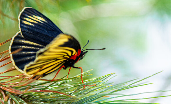 Mariposa posada en un pino