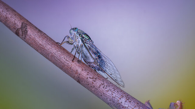 dragonfly resting on a leaf