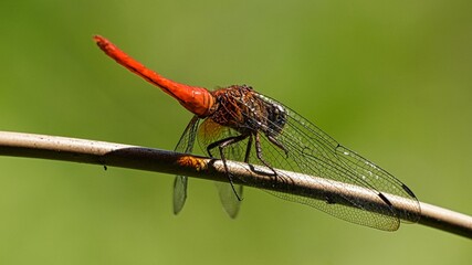 Macro view of a vibrant red dragonfly perched on a dry branch with a blurred green nature background © Silmiart