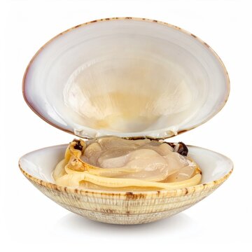 Open bivalve shell showing creamy interior and soft flesh on a white backdrop