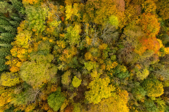 Aerial view of a dense forest canopy displaying vibrant autumn colors with shades of yellow, orange, and green foliage in Czech Republic.